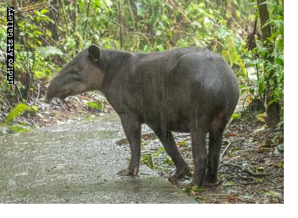 Tapir